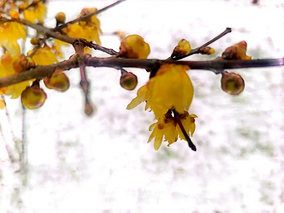 【王刚】二十四节气之今日大寒