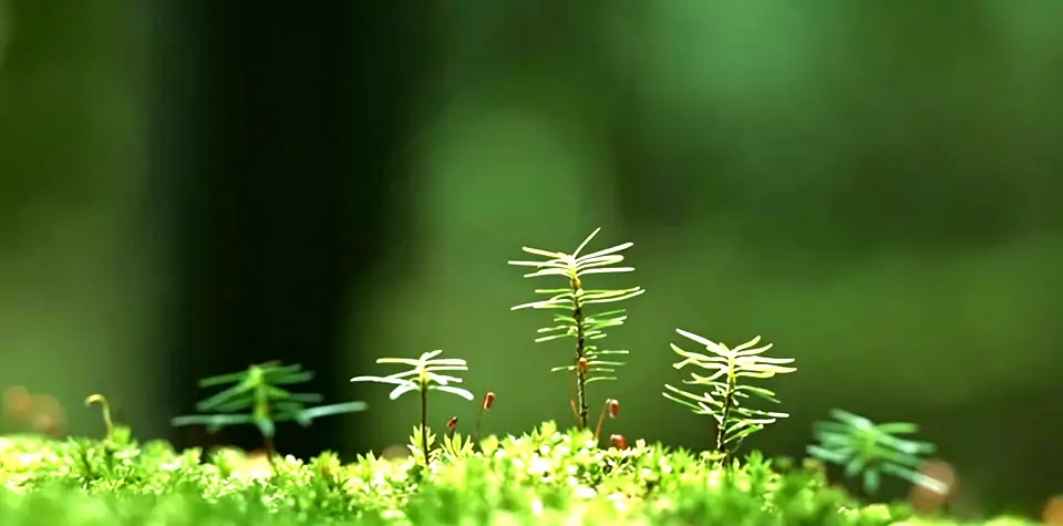 自然数的基本运算（更新中...）