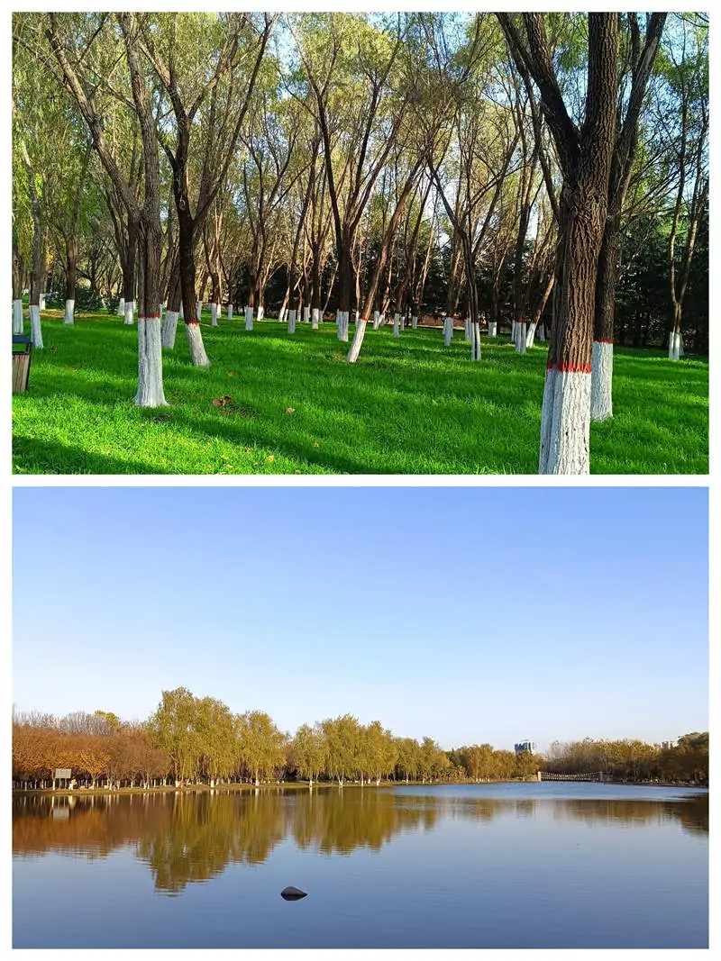 【王刚】冬日紫薇湖畔