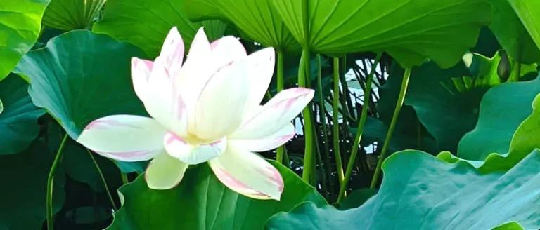 cropped-guanlian.webp