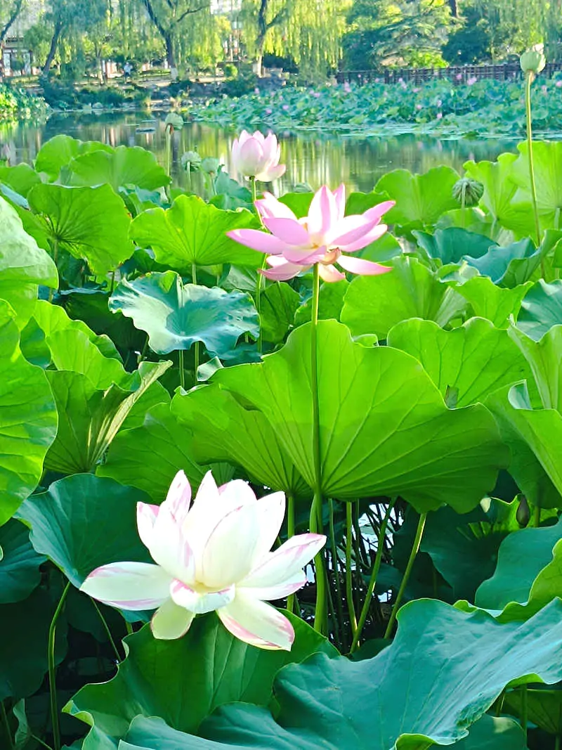 【王刚】观莲花
