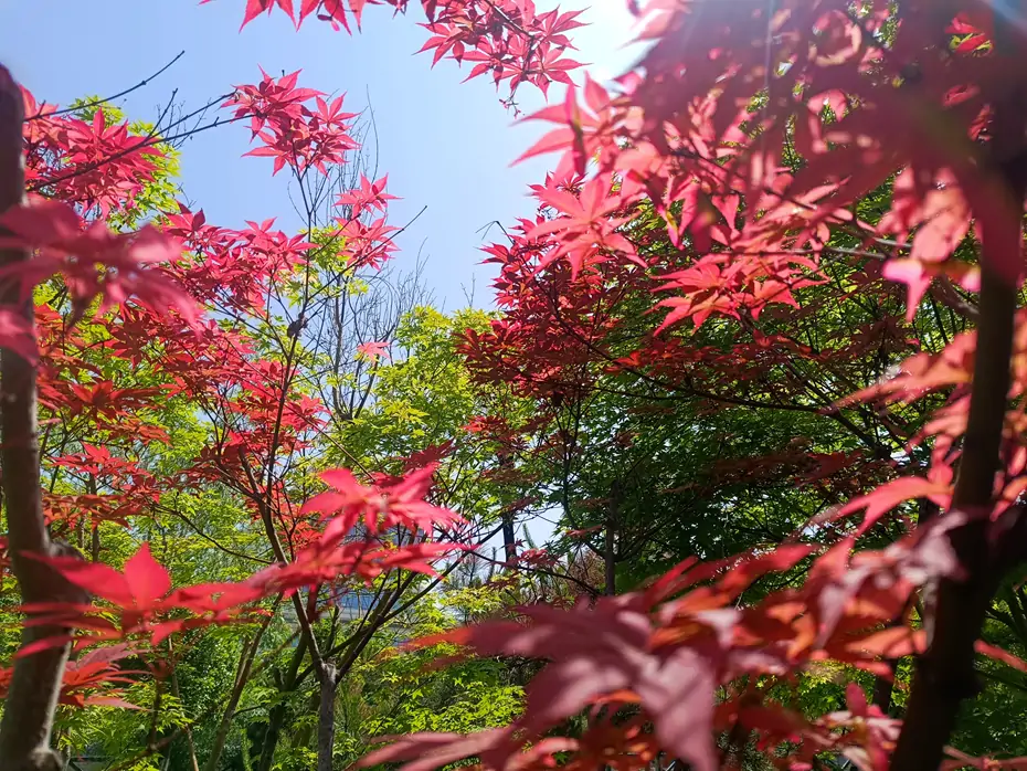 小学阶段112首古诗词