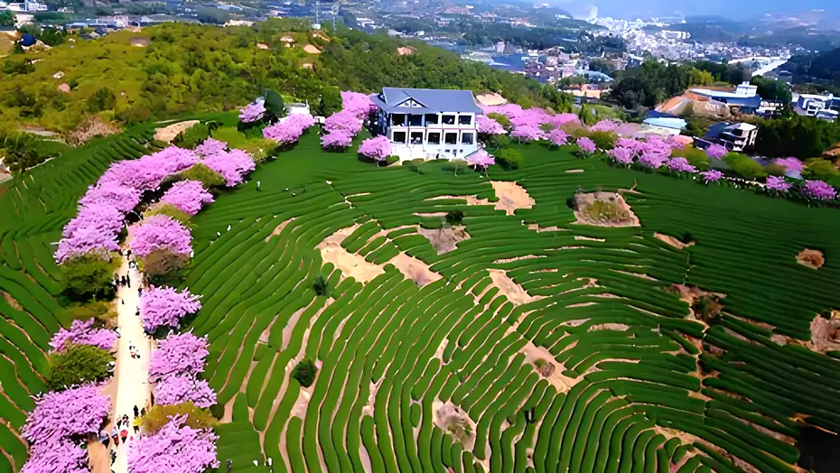 yinghua